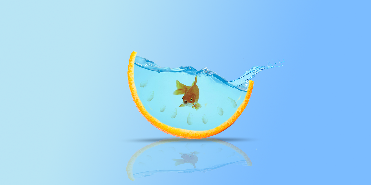 goldfish-3121304_1280